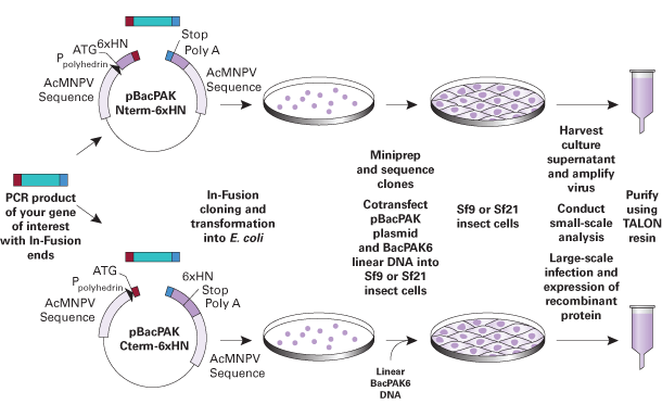 Baculovirus Expression System A Complete System